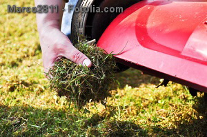 Moos im Rasen – wie lässt sich Moos im Rasen entfernen?